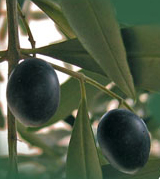 olive.jpg